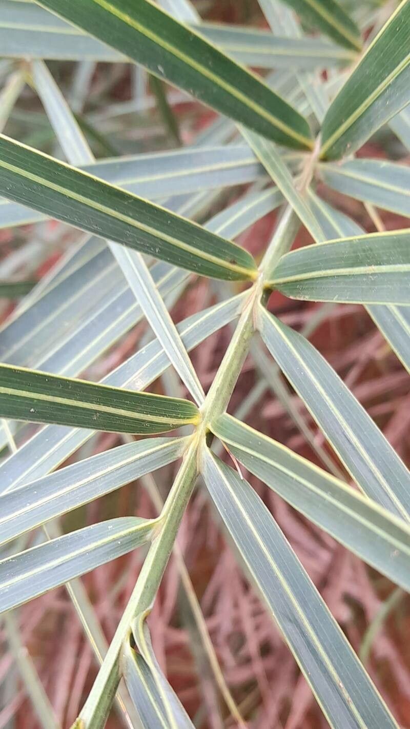 Allagoptera campestris — related species from the same genus