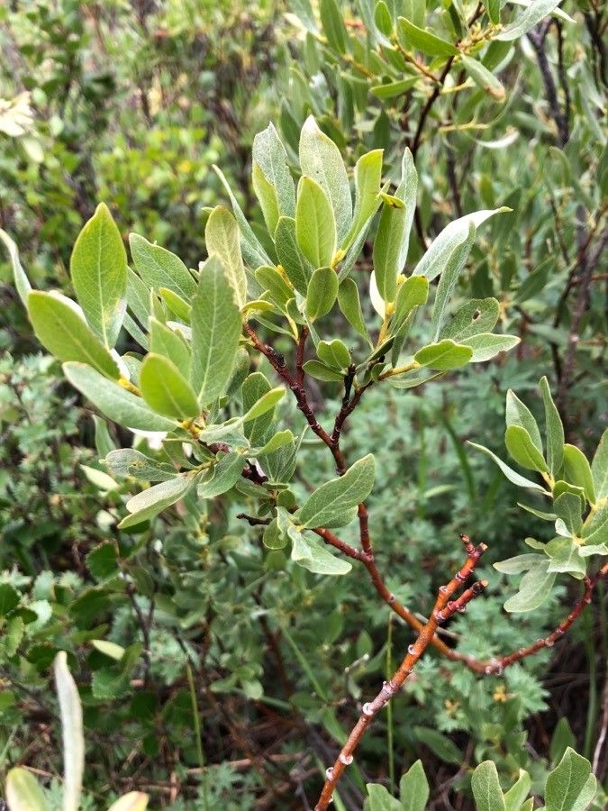 Salix drummondiana leaf