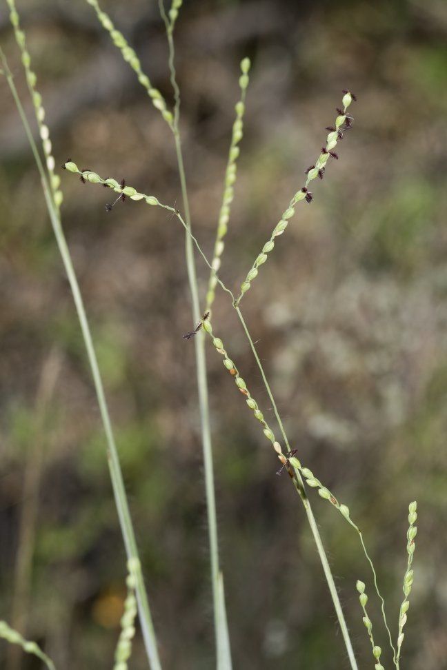 Paspalum bifidum fruit