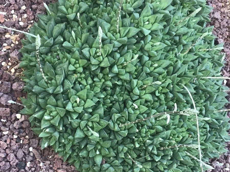 Haworthia mutica leaf
