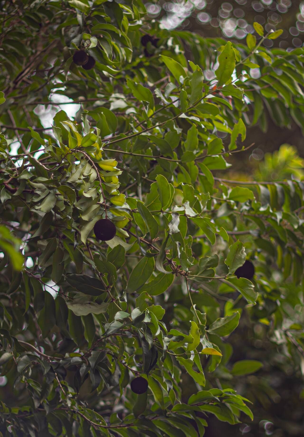 Hydnocarpus ilicifolius habit