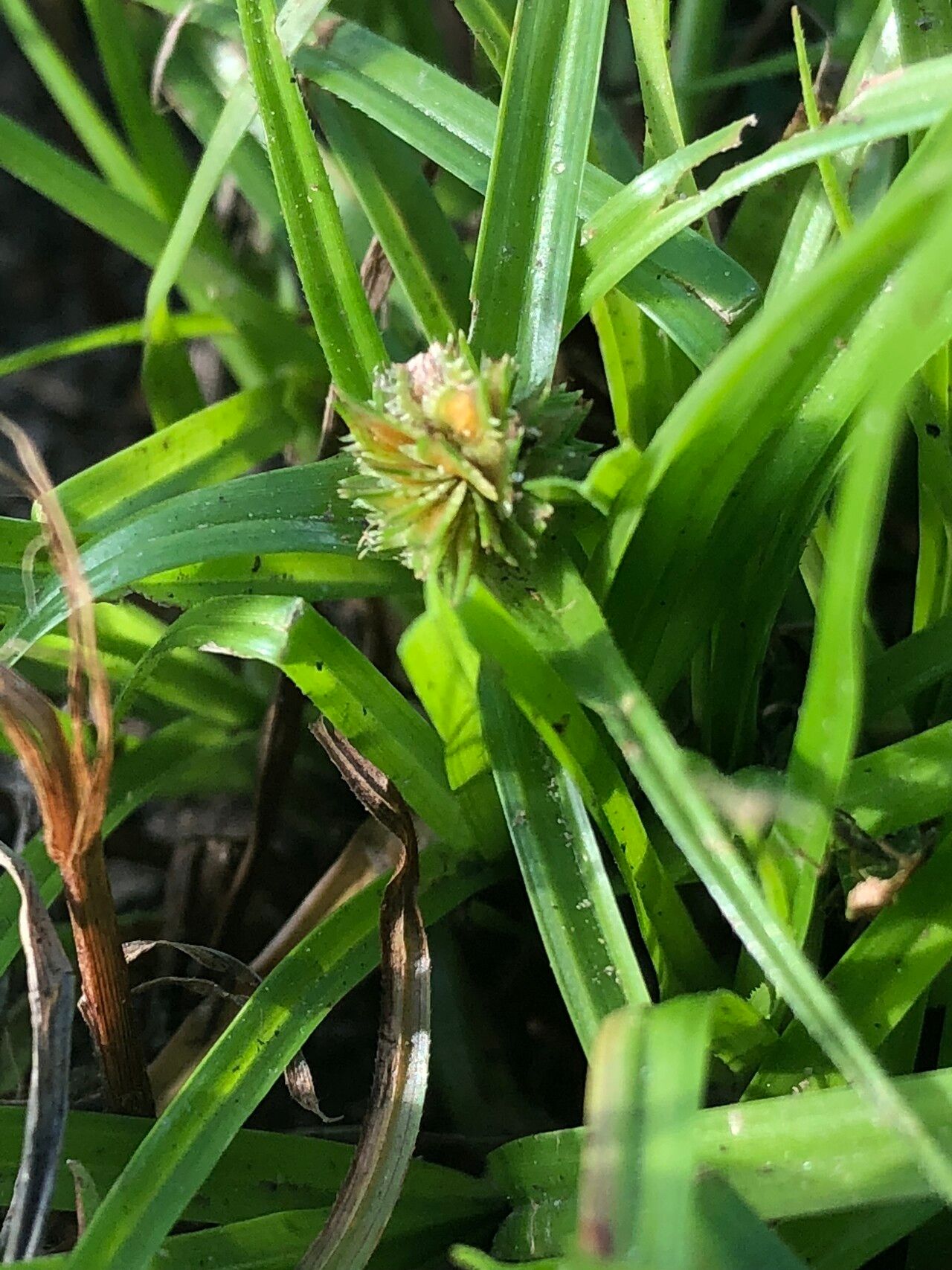Cyperus metzii leaf