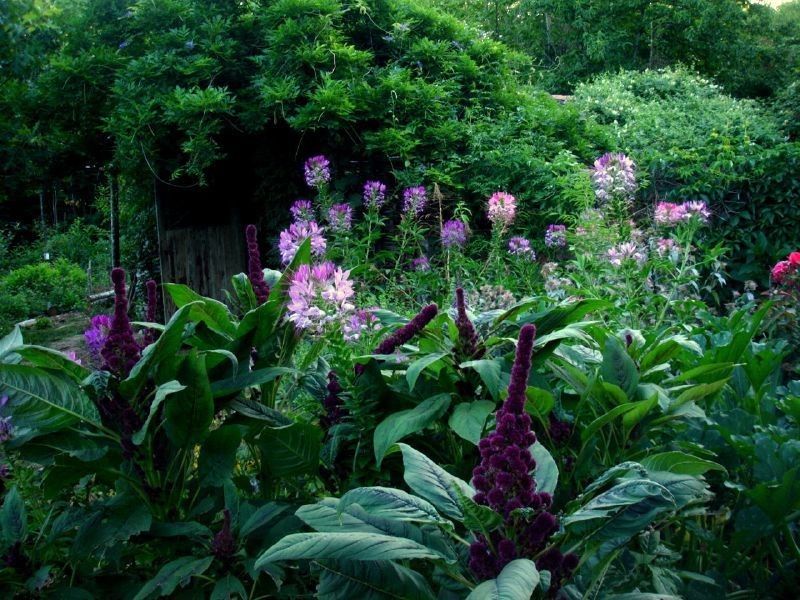 Bistorta elliptica habit