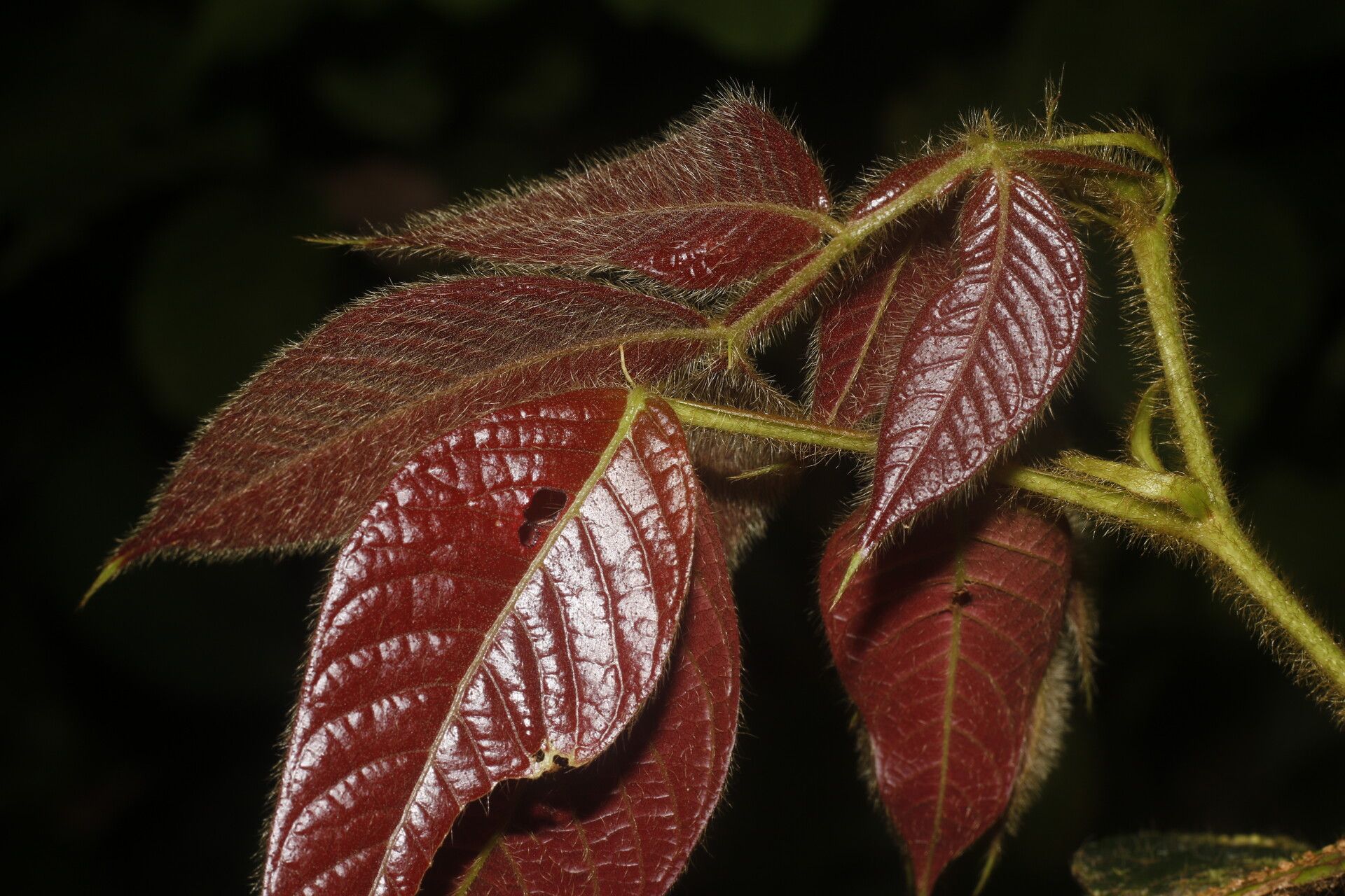 Inga tenuiloba — houseplant care guide