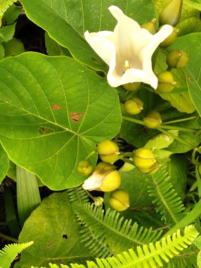 Decalobanthus peltatus fruit