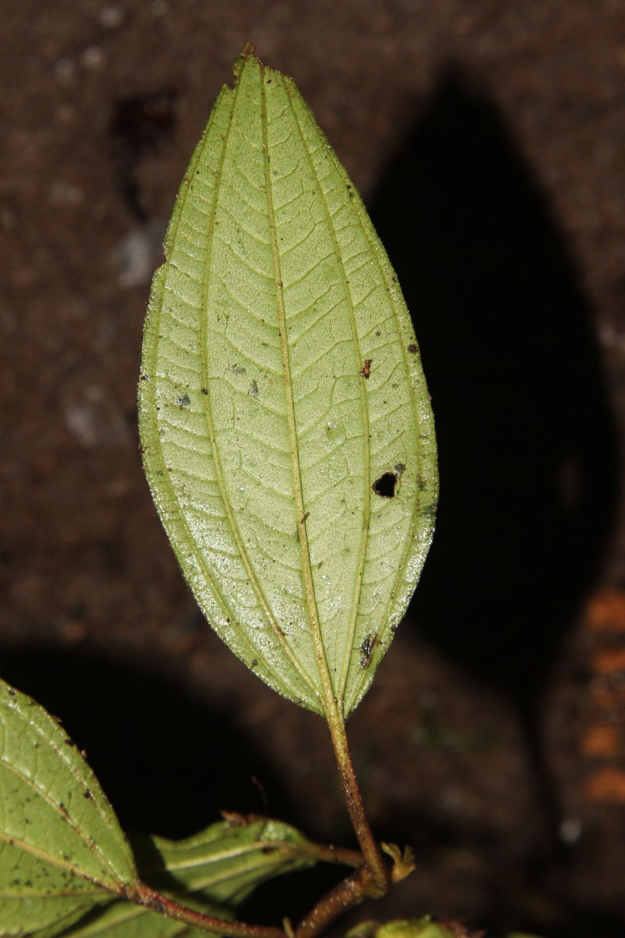 Tristemma camerunense leaf