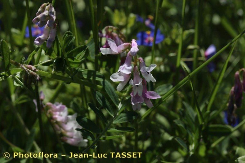 Vicia monardii — houseplant care guide