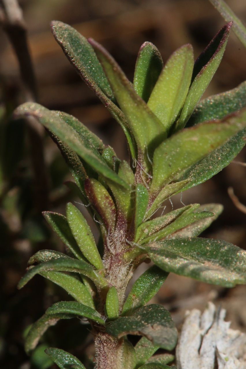 Thymus numidicus habit