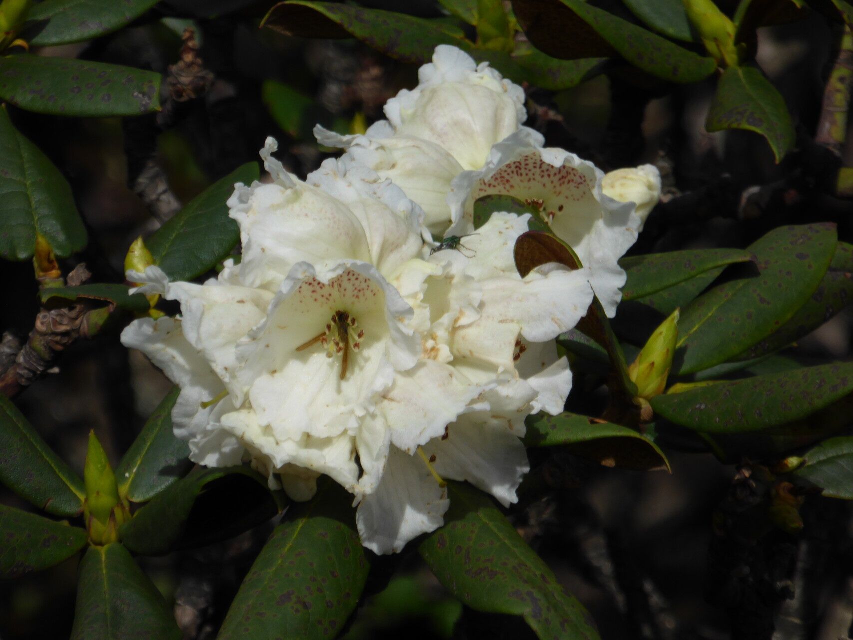 Rhododendron taliense flower