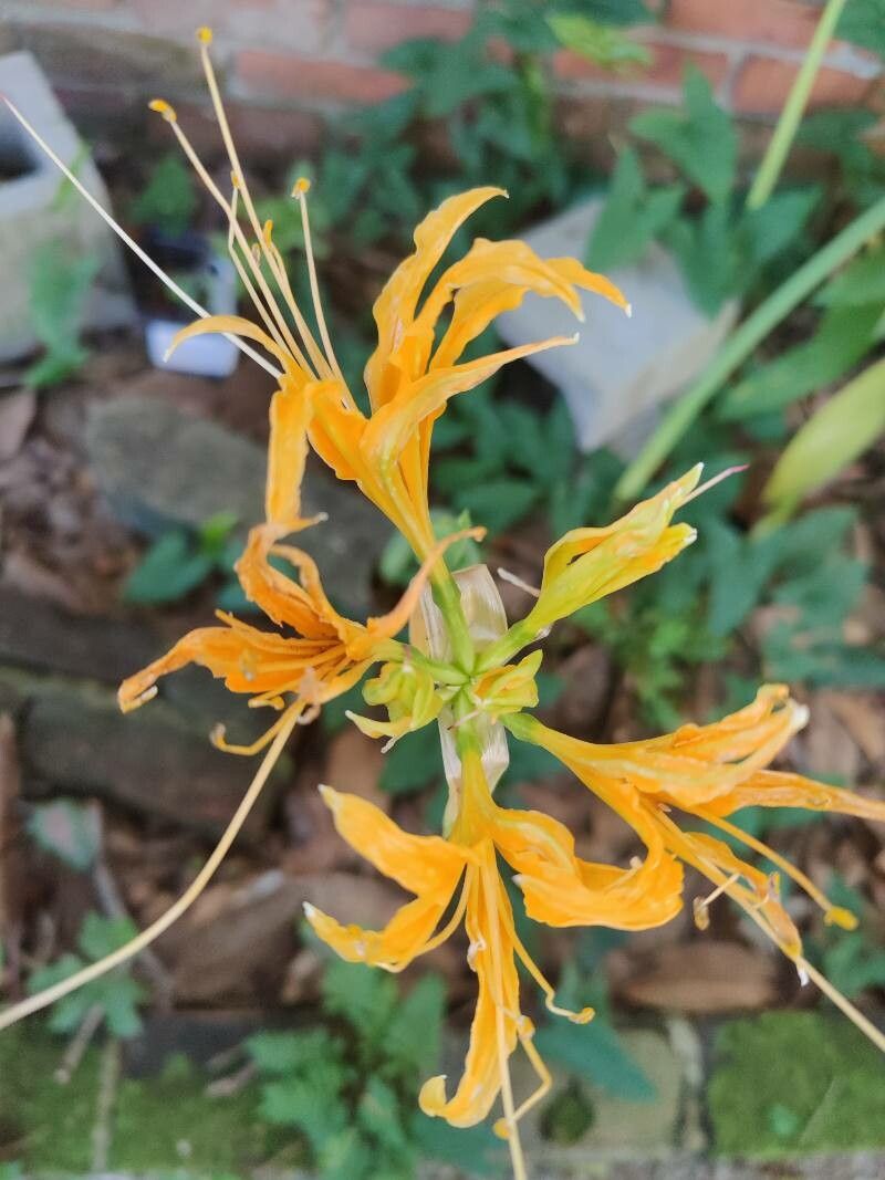Lycoris aurea flower