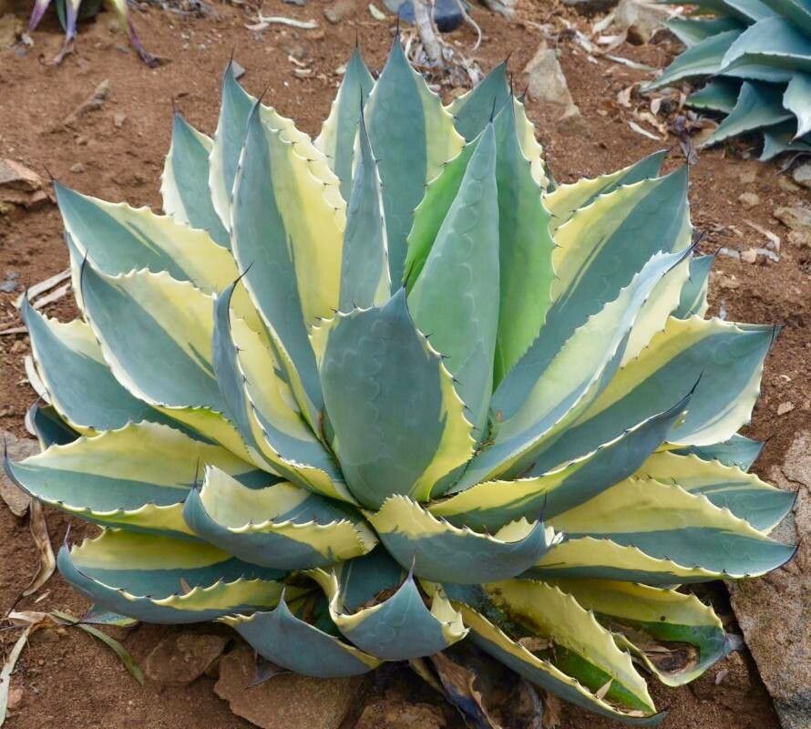Agave ovatifolia — search result for 'Agave'