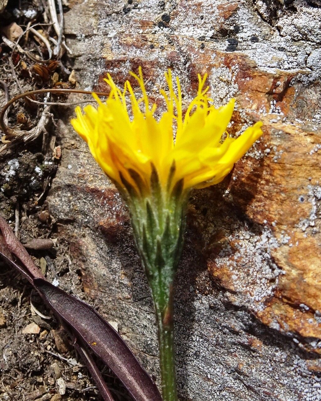 Scorzoneroides pyrenaica flower