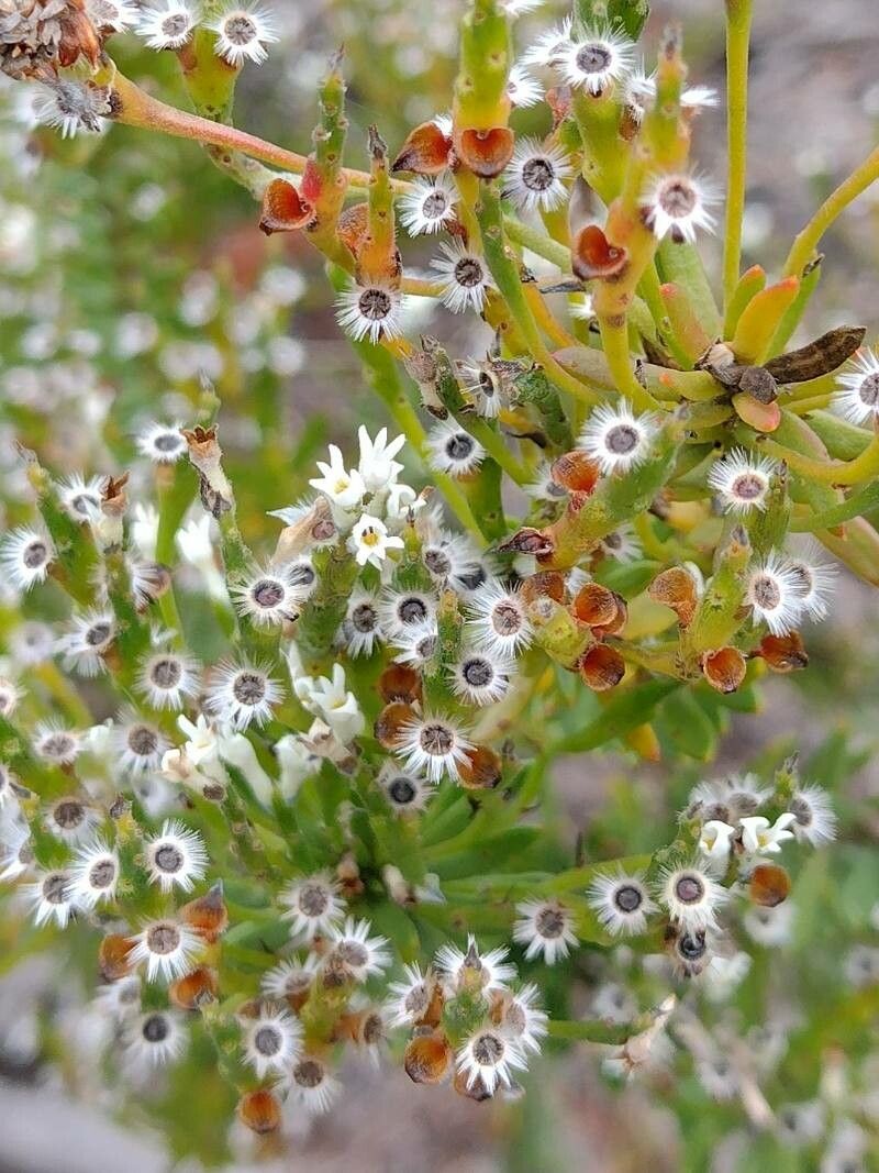 Conospermum taxifolium fruit
