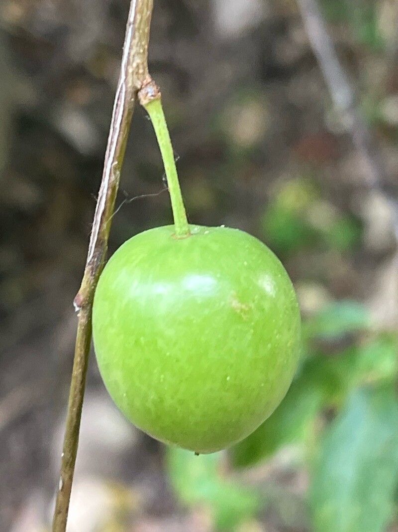 Luzuriaga polyphylla fruit