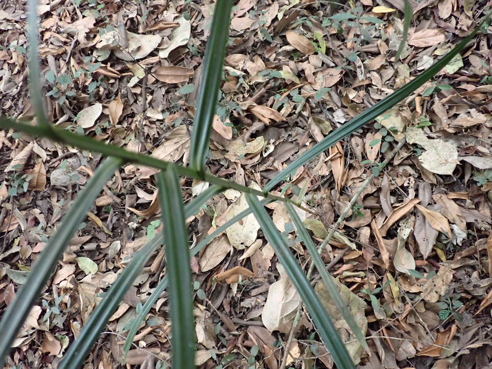 Scleria naumanniana — houseplant care guide