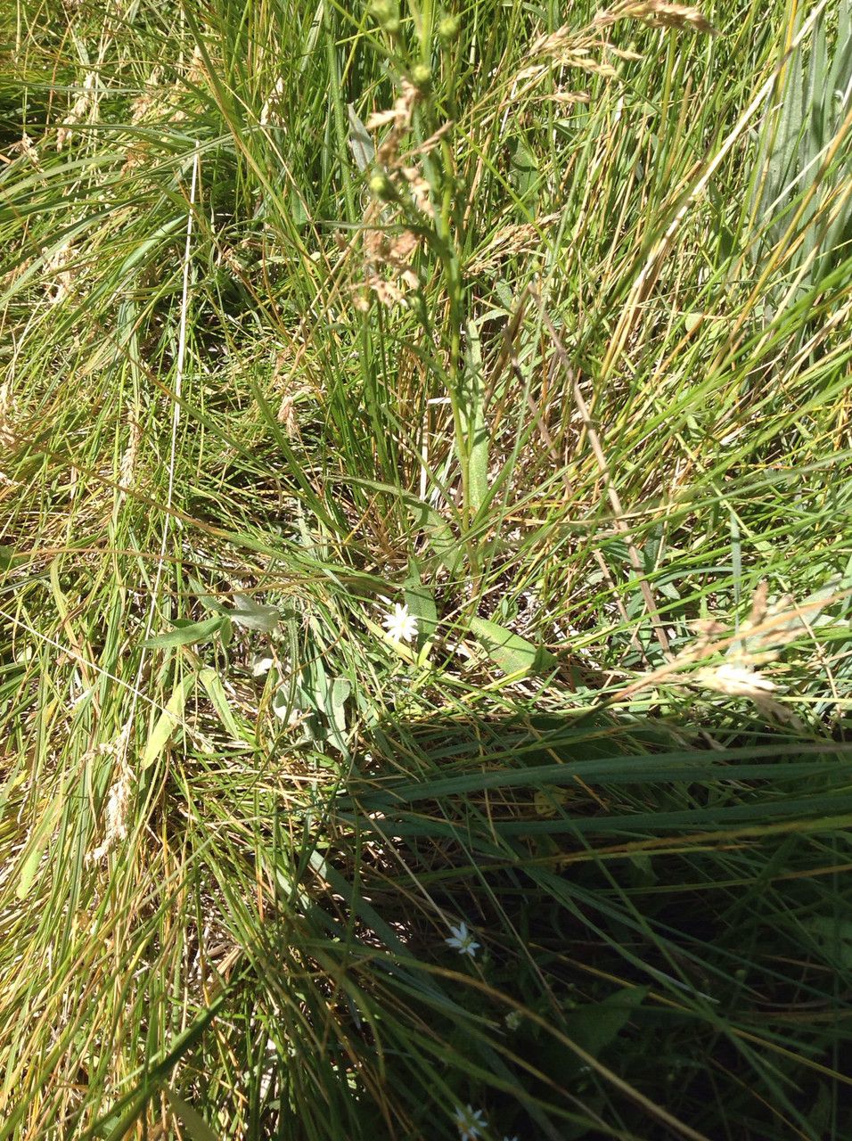Stellaria longipes habit
