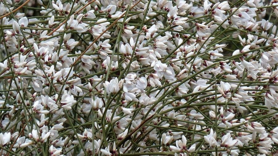 Retama raetam flower