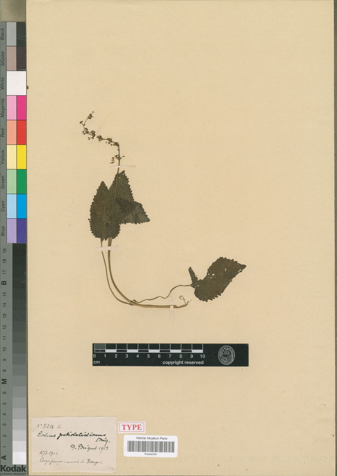 Coleus petiolatissimus — houseplant care guide