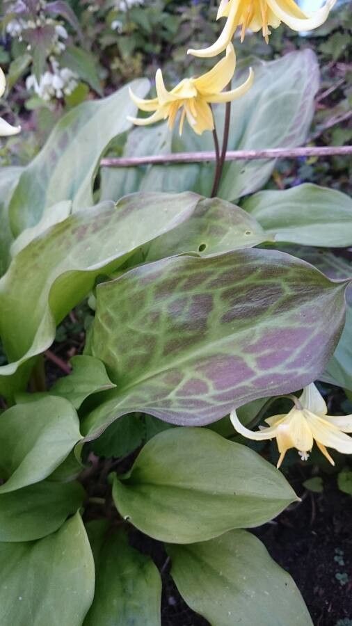 Erythronium oregonum — search result for 'Erythronium'