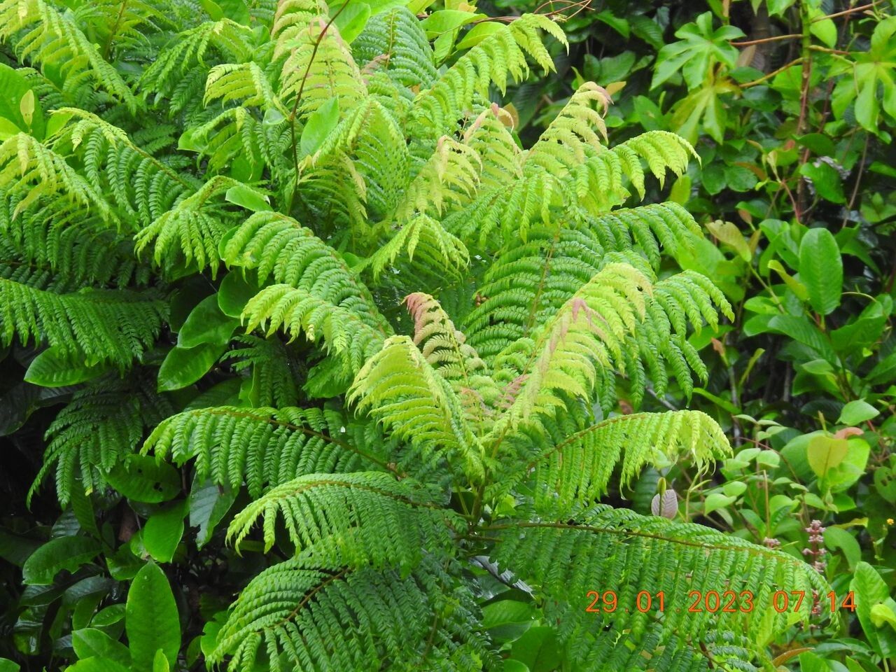 Jacaranda obtusifolia habit