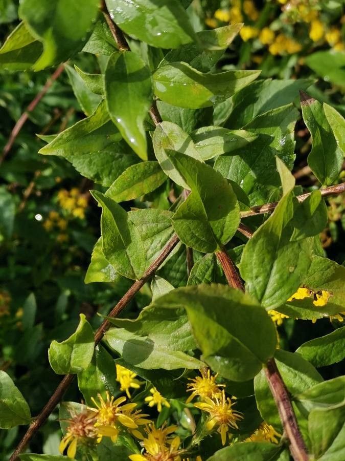 Solidago petiolaris