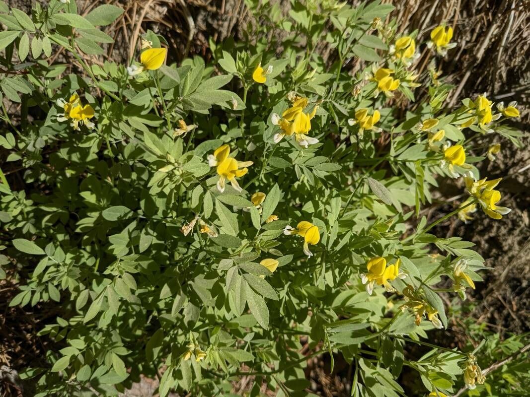 Hosackia oblongifolia — search result for 'Lotus'
