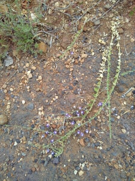 Kickxia commutata habit