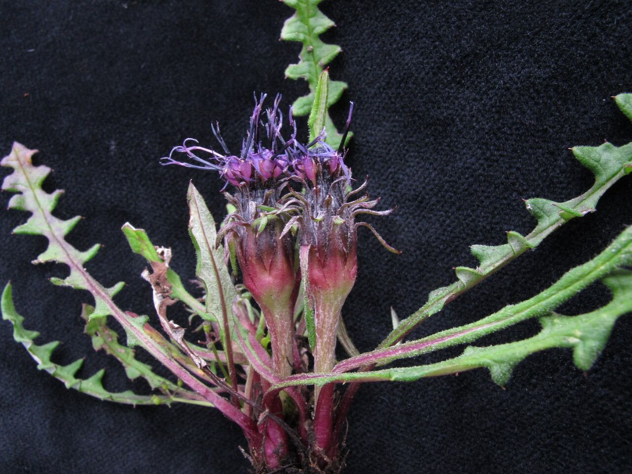 Saussurea taraxacifolia — houseplant care guide