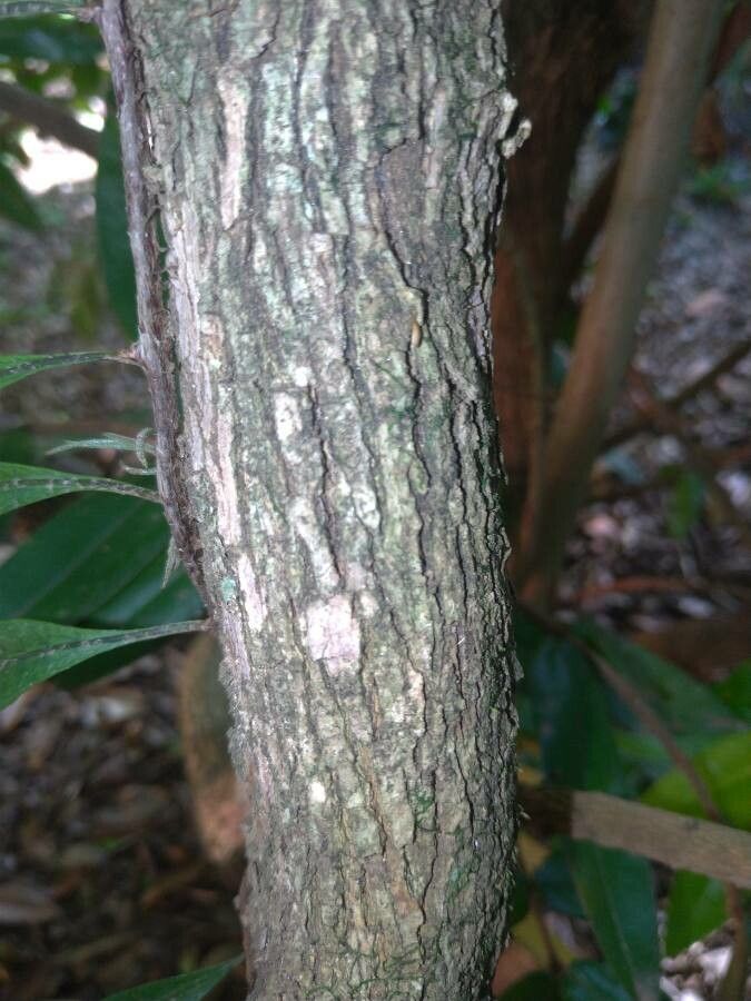 Myrciaria glazioviana bark