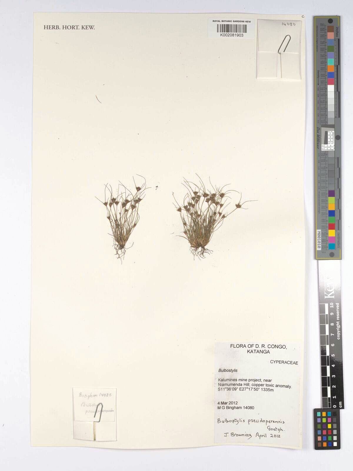 Bulbostylis abbreviata other