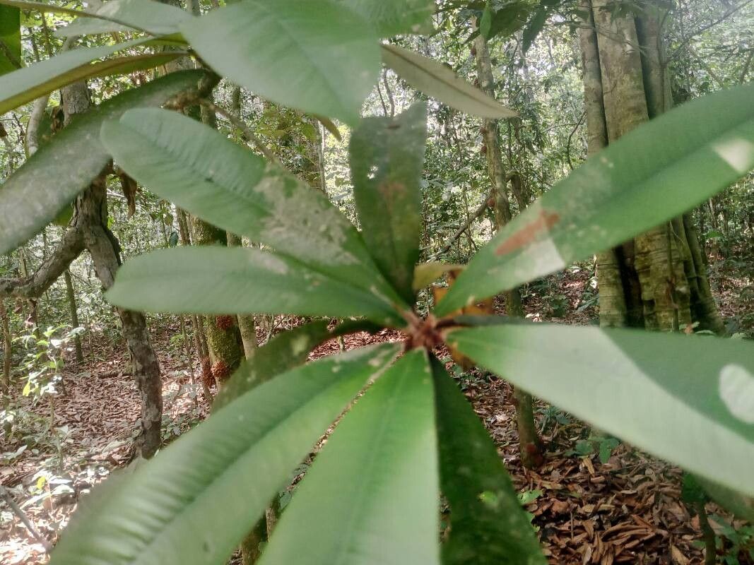 Manilkara mabokeensis — houseplant care guide