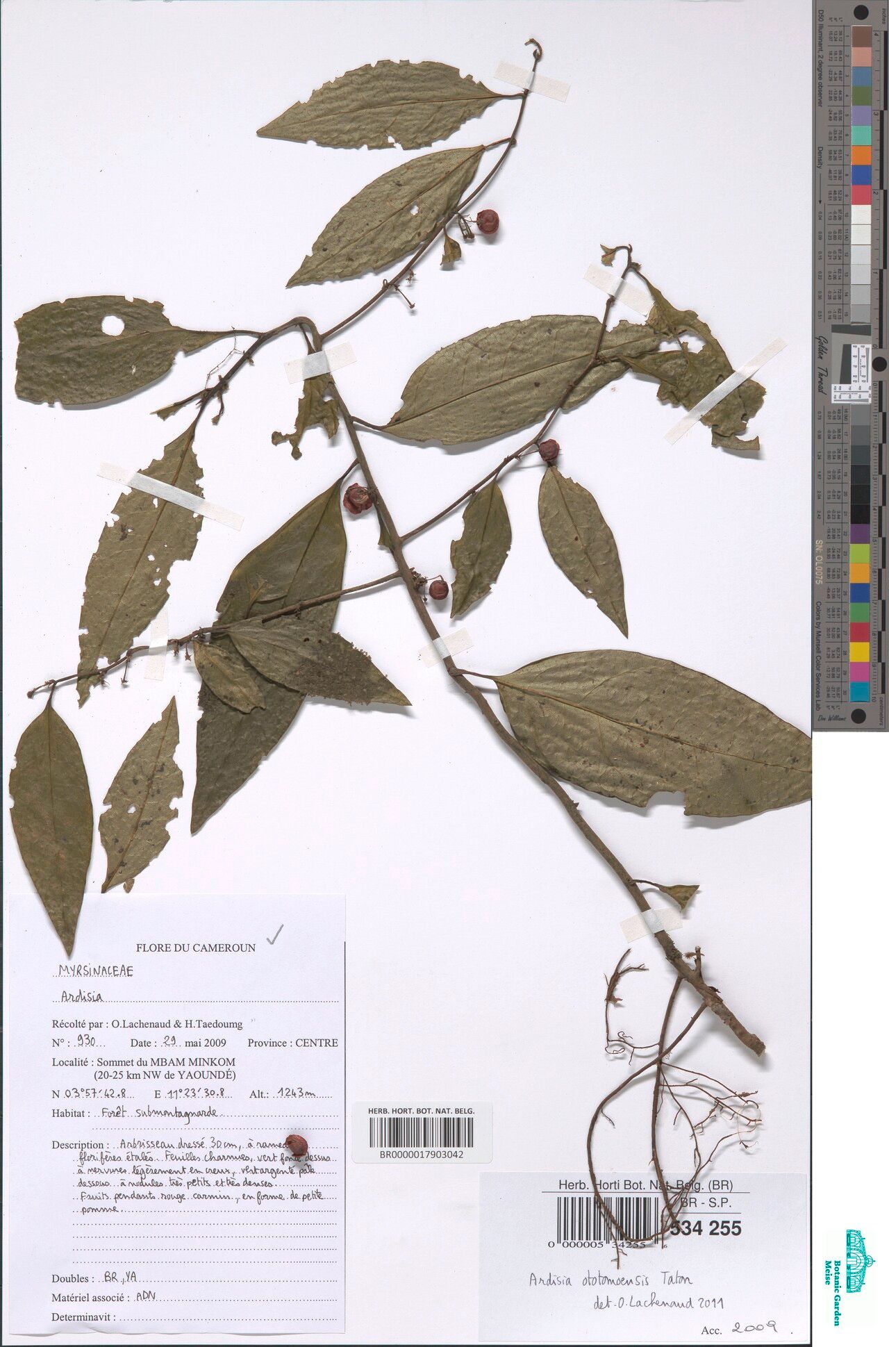 Ardisia ototomoensis — houseplant care guide