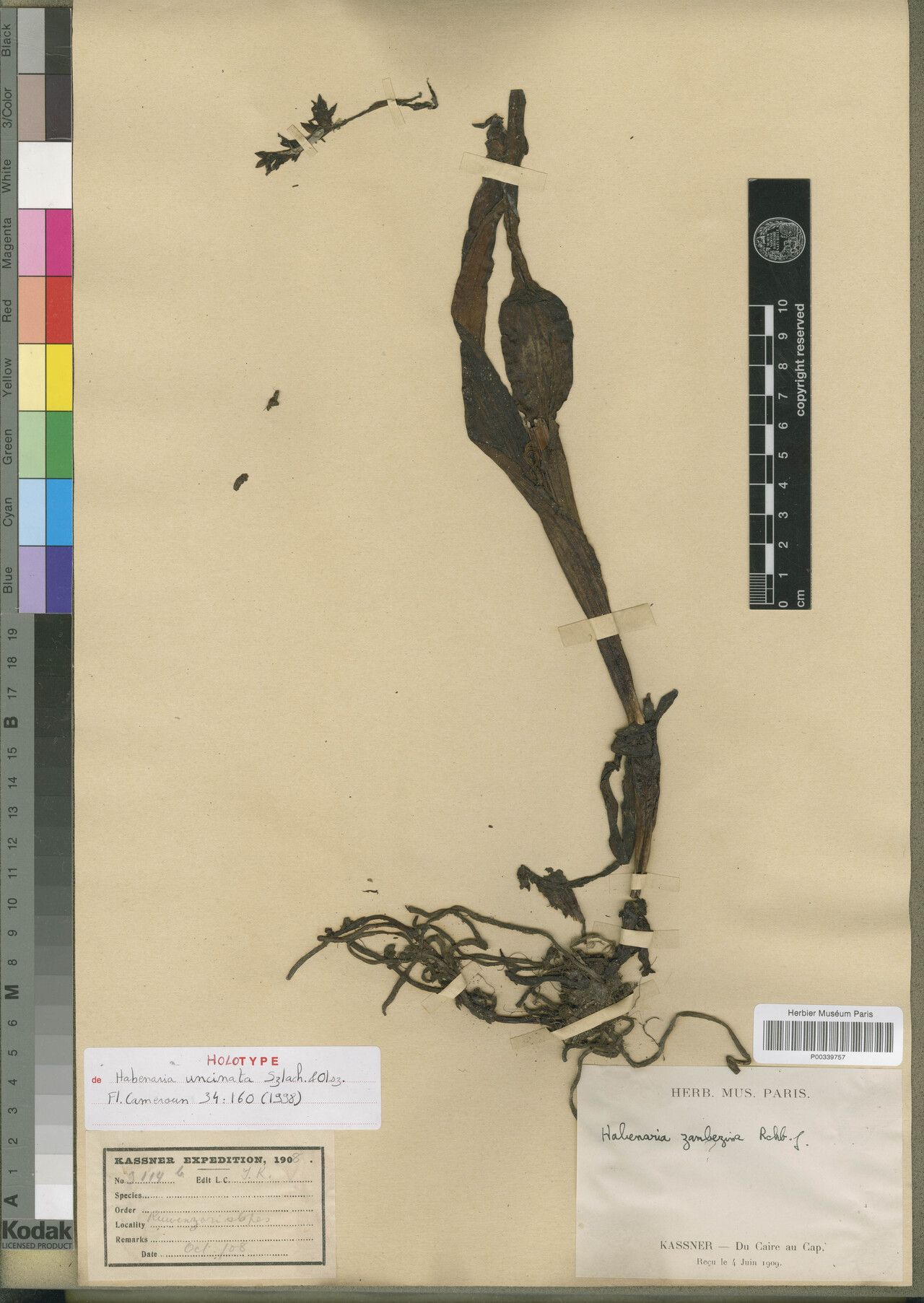 Habenaria uncinata — houseplant care guide