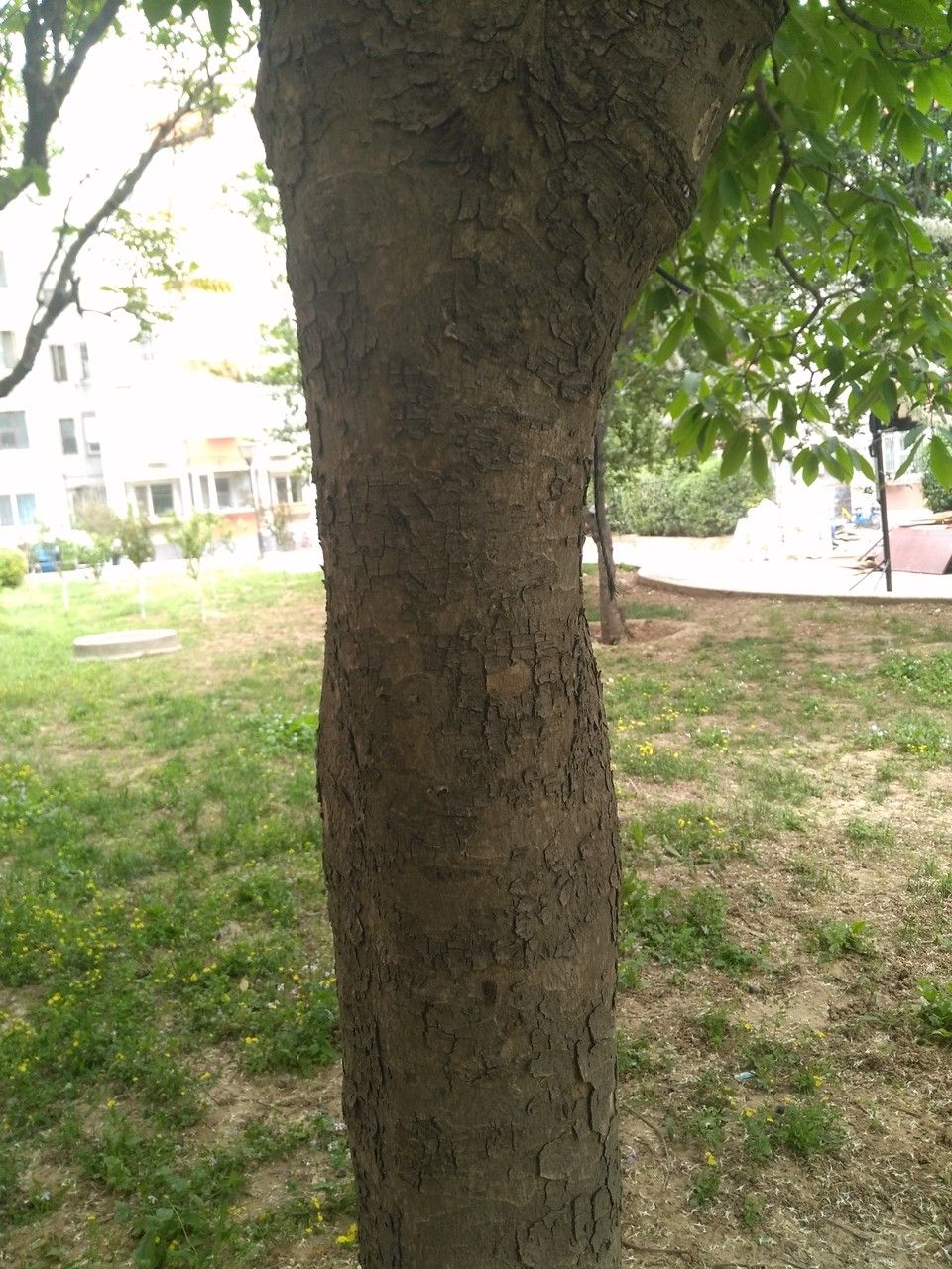 Aesculus chinensis bark
