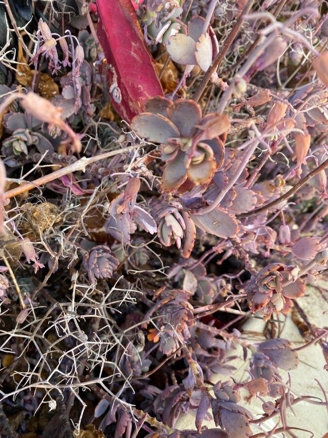 Kalanchoe fedtschenkoi leaf