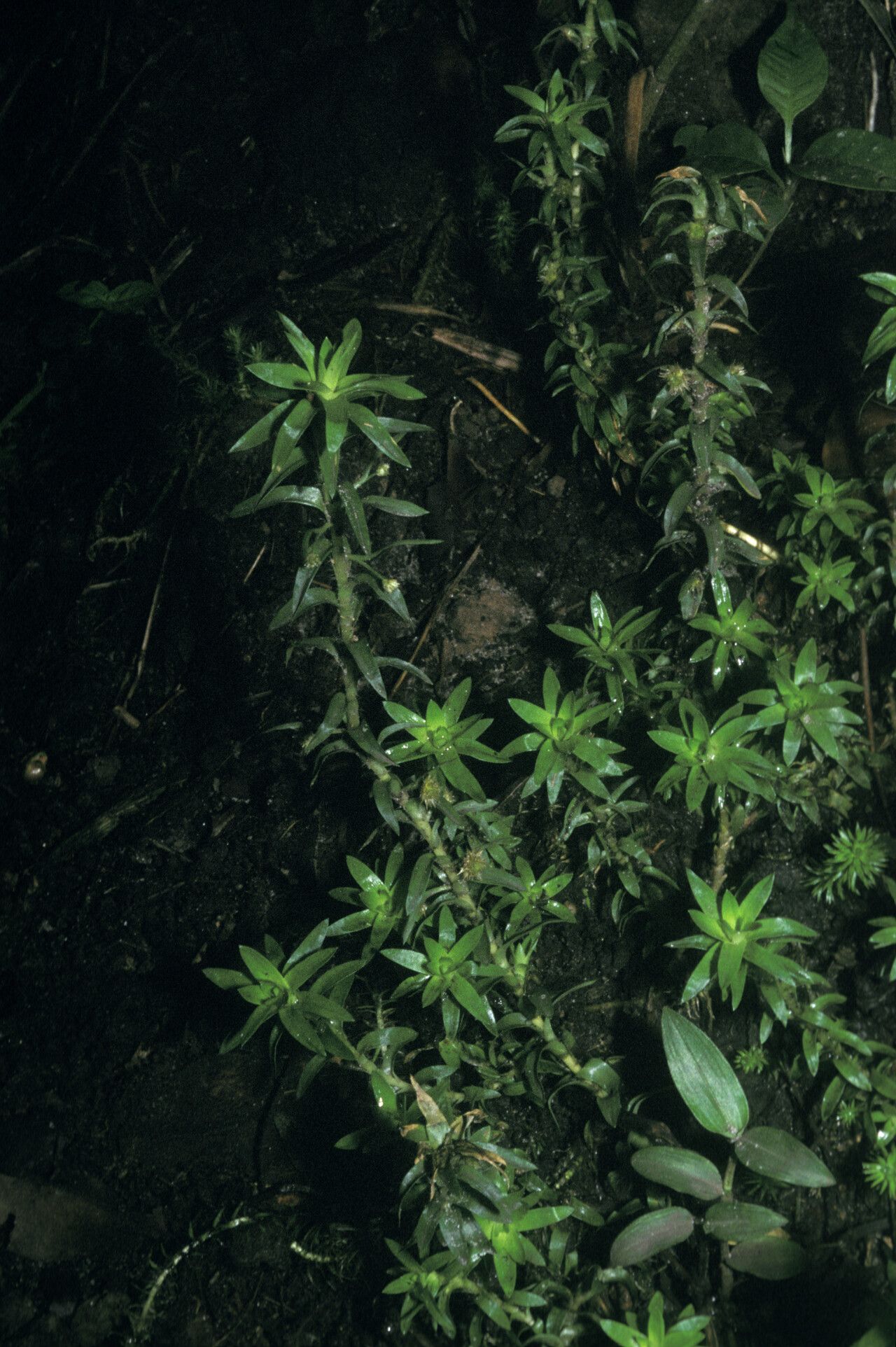Paepalanthus fluviatilis habit