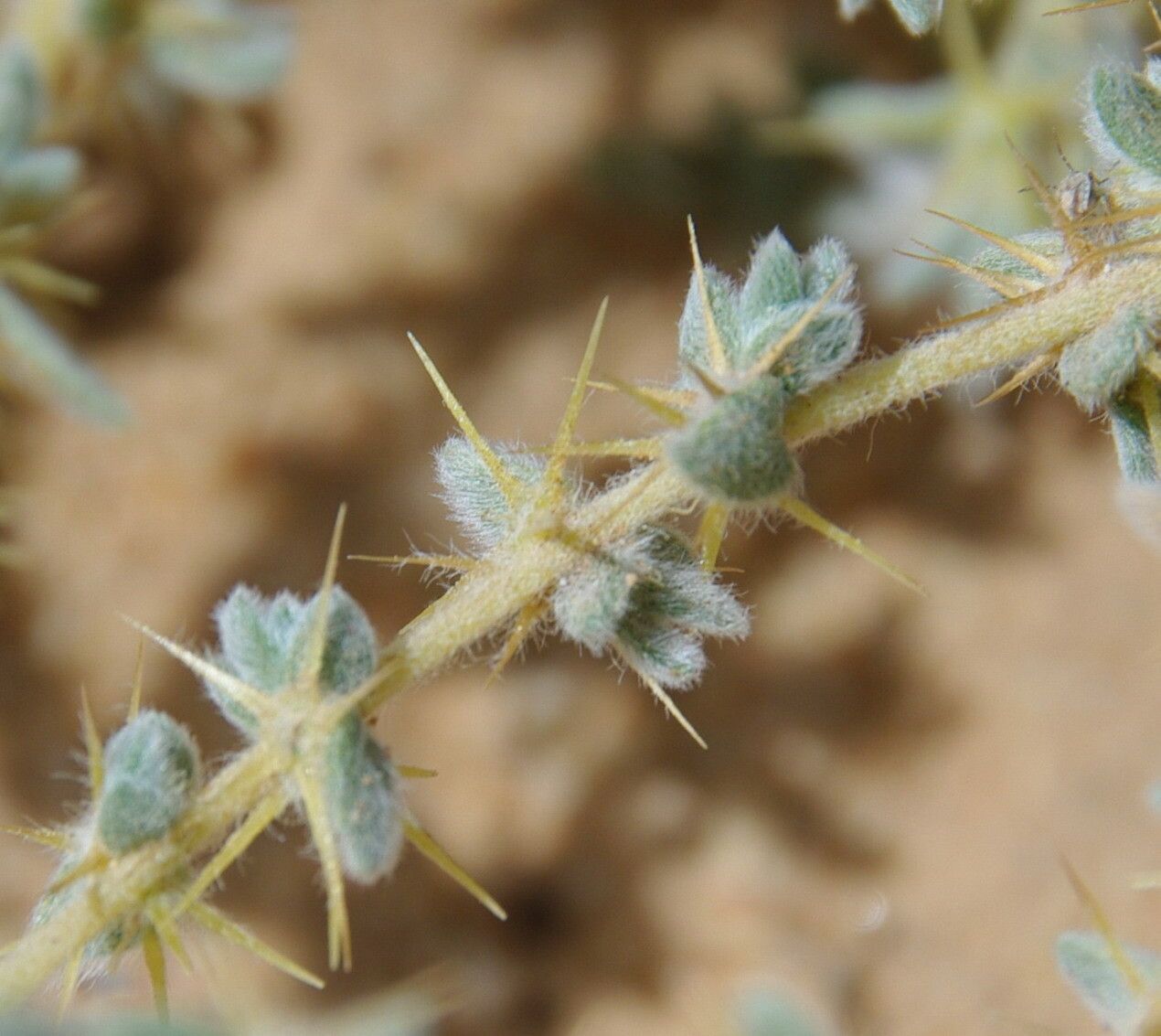 Bassia muricata — search result for 'Bassia'