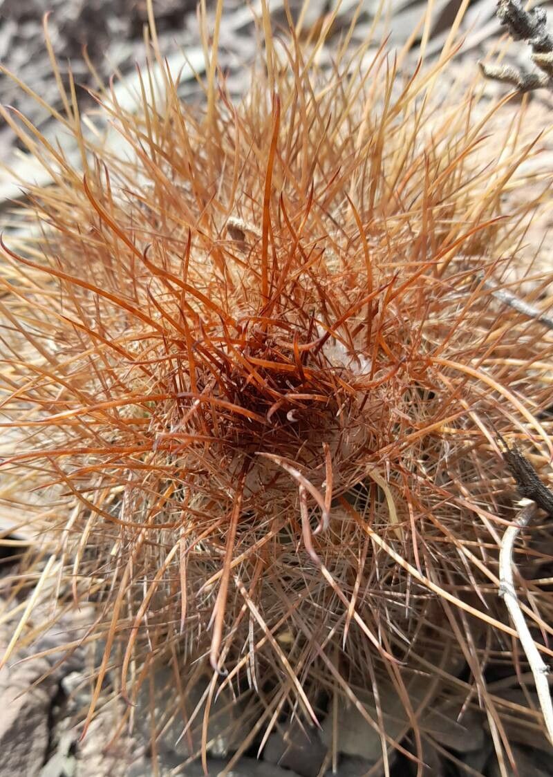 Parodia aureicentra — related species from the same genus