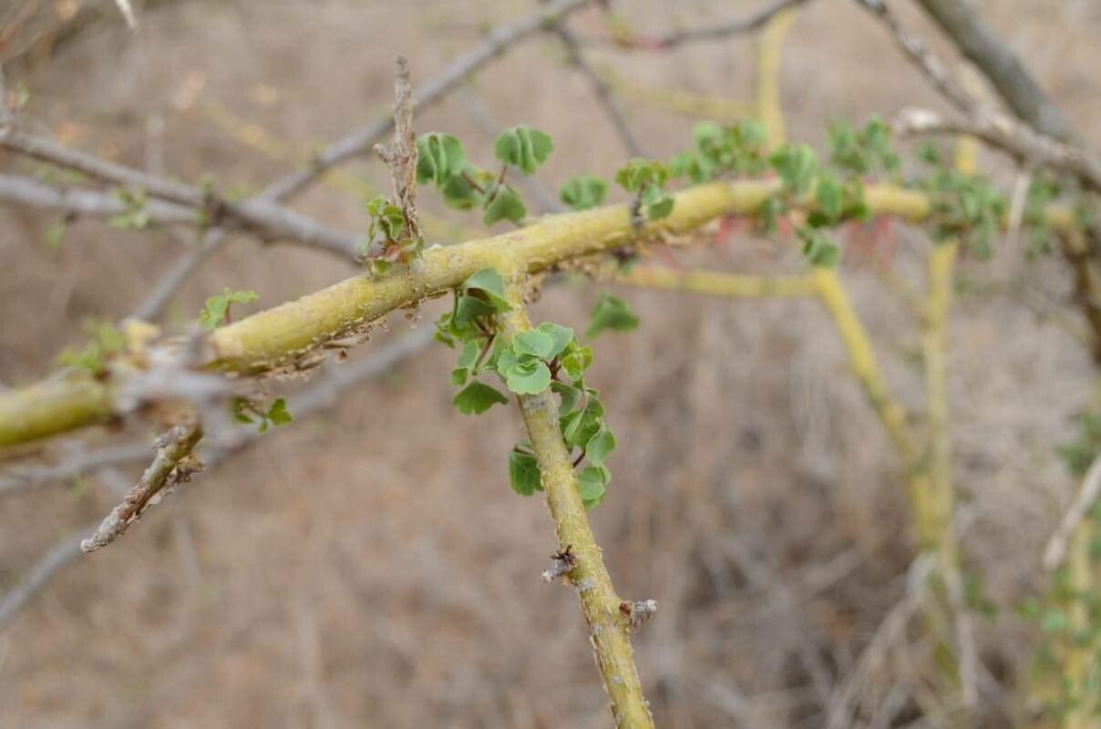 Commiphora schimperi — search result for 'Namibia'