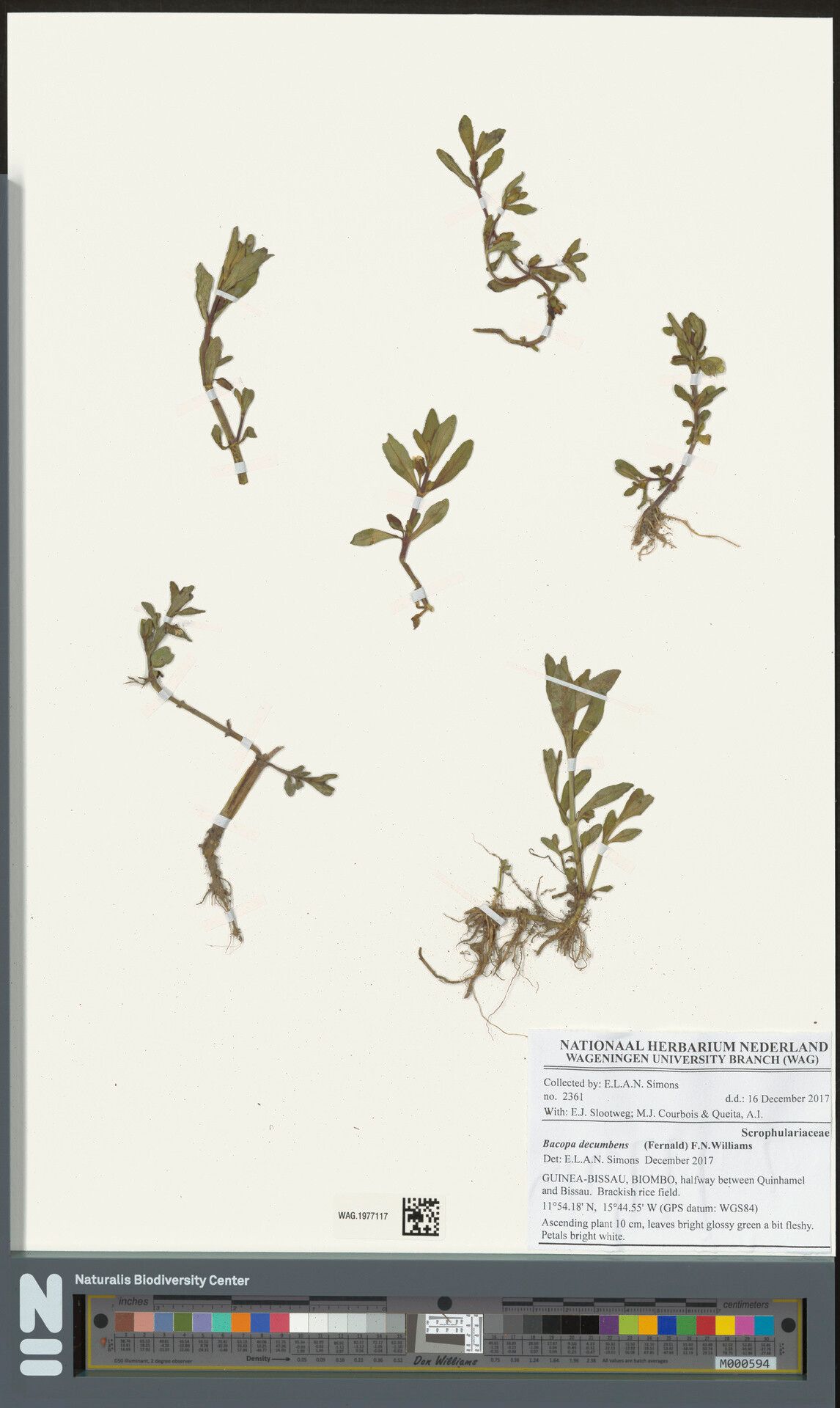 Bacopa decumbens — houseplant care guide