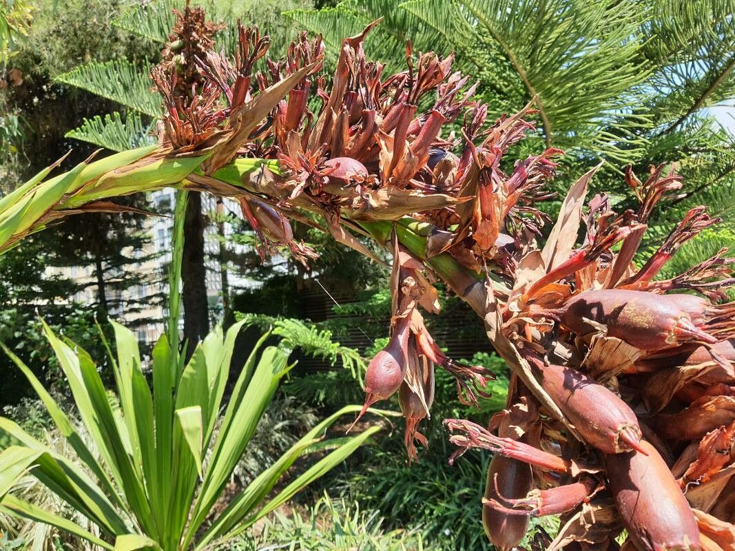 Doryanthes palmeri fruit