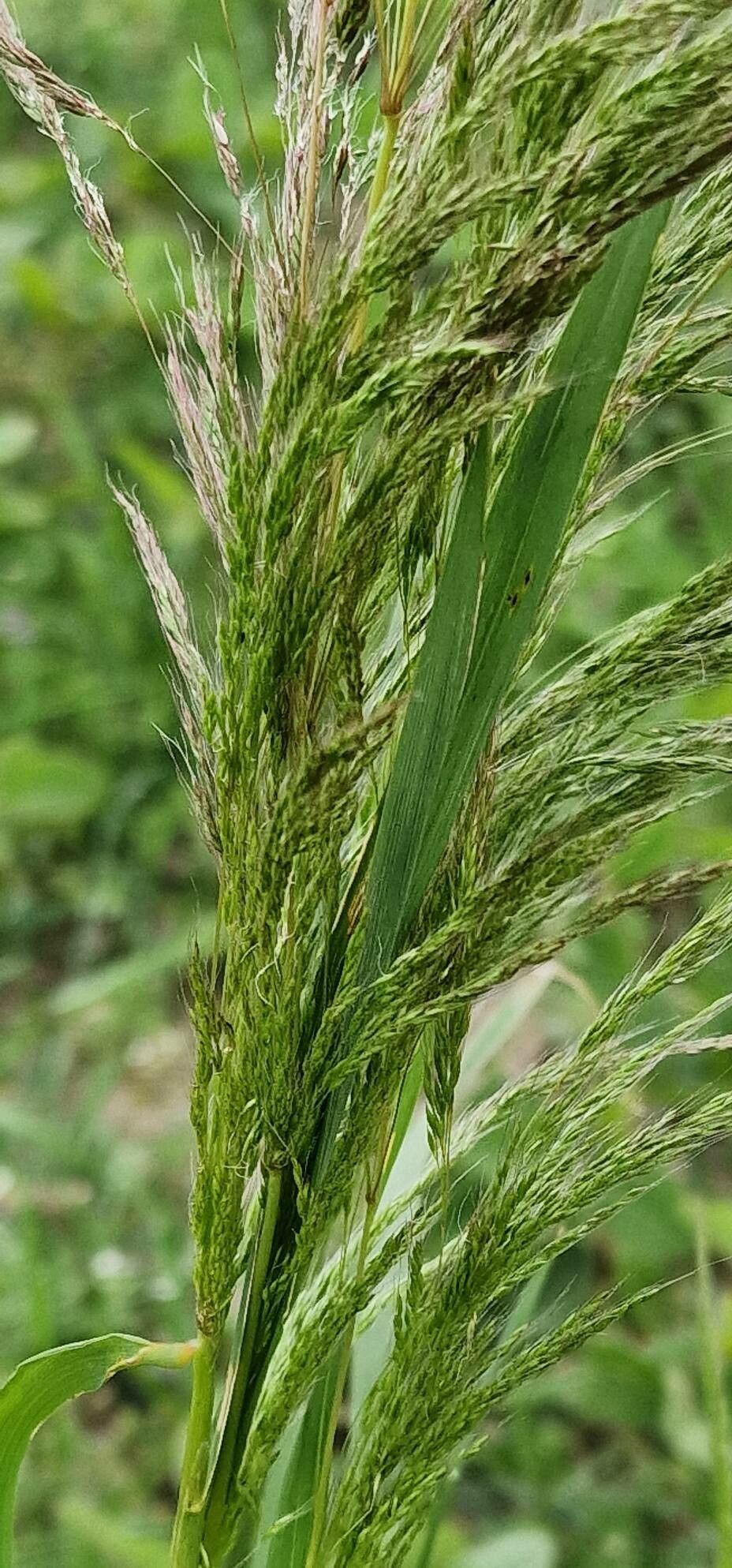 Apera spica-venti leaf