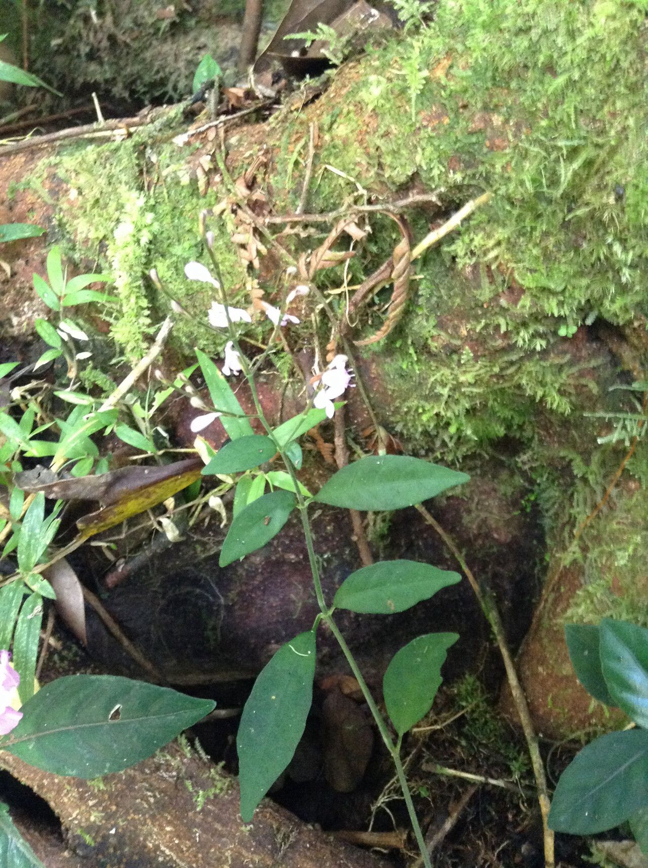 Hypoestes brachiata habit
