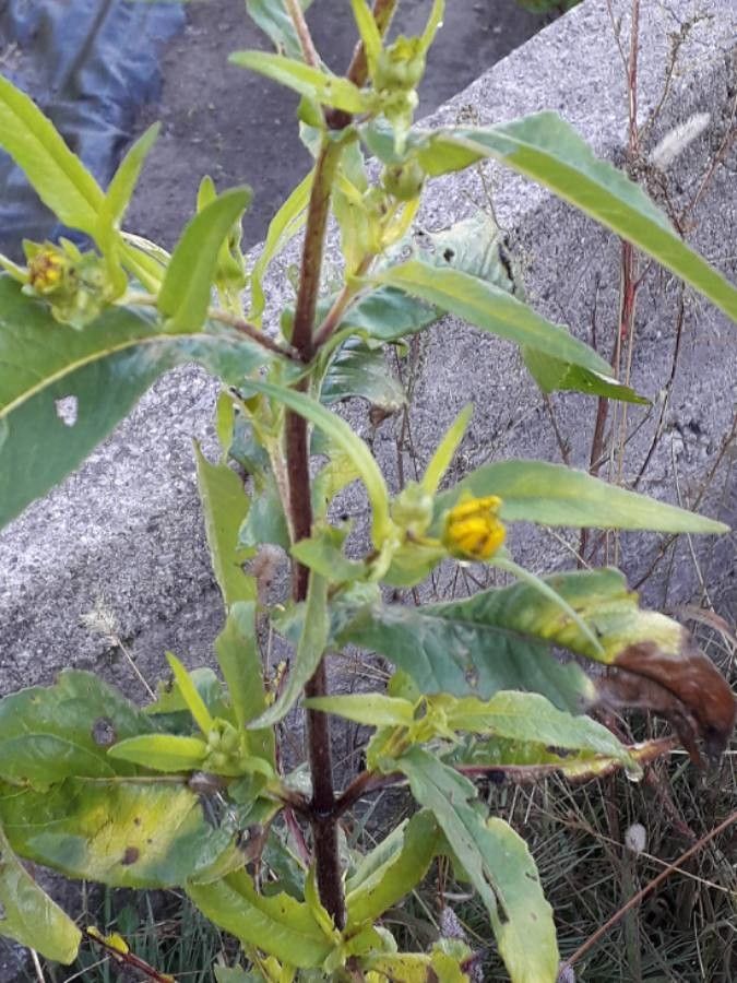 Guizotia abyssinica bark