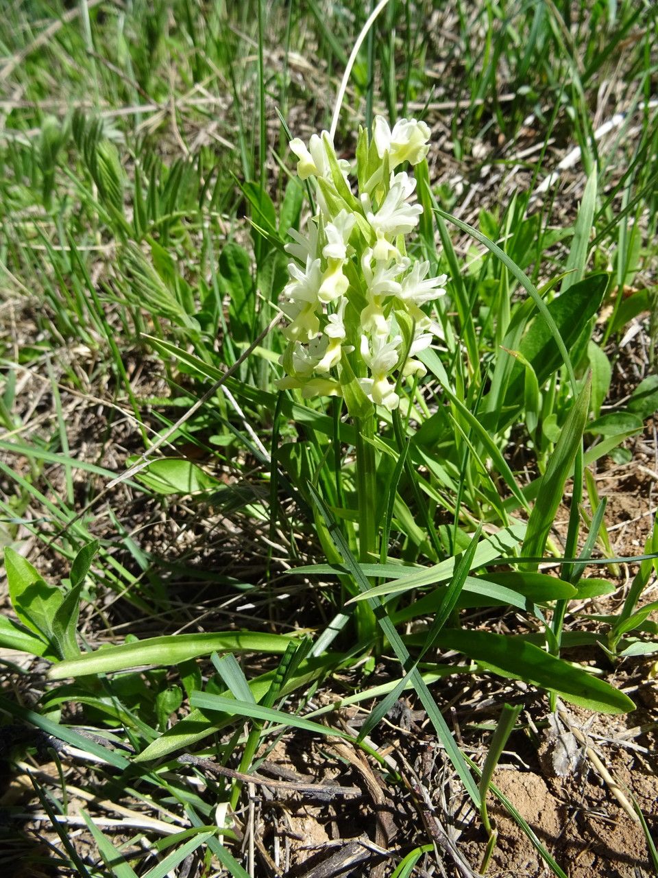 Dactylorhiza incarnata bark
