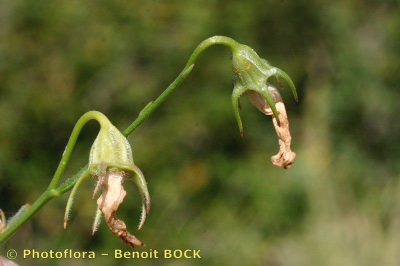 Campanula fritschii fruit