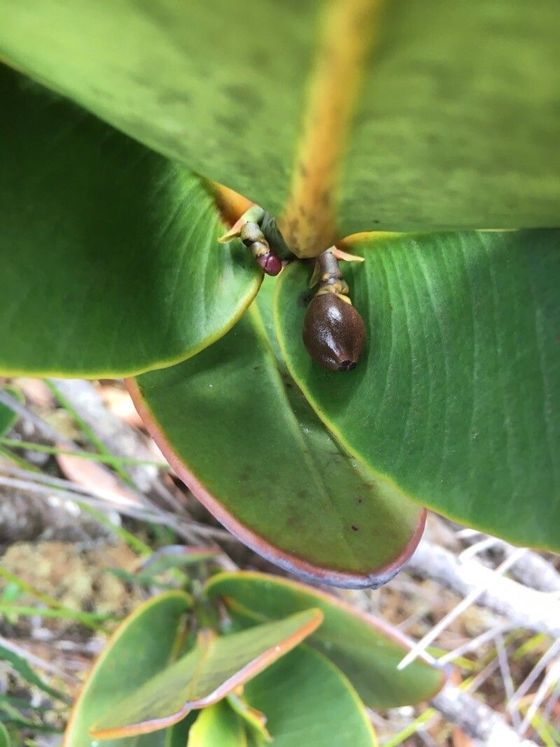 Garcinia amplexicaulis flower