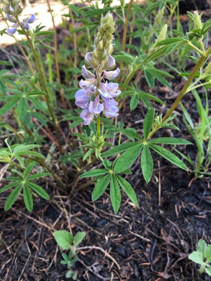 Lupinus prunophilus — search result for 'Lupinus'