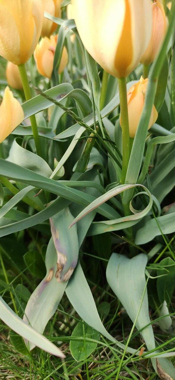 Tulipa linifolia — search result for 'Tulipa'