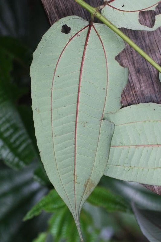 Miconia fragilis — houseplant care guide